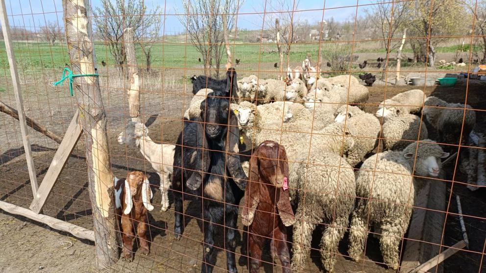 Соцконтракт помогает жителям Труновского округа Ставрополья развивать ЛПХ
