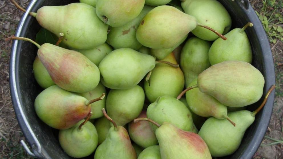 На Ставрополье приступили к сбору груш