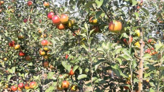 На Ставрополье аграрии получают субсидии на раскорчёвку старых садов