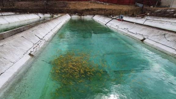 Кисловодский форелевый завод отмечает 90-летие