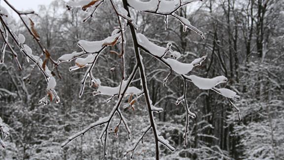 На Ставрополье озимые культуры от ледяного дождя не пострадали