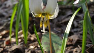 На Ставрополье за сбор редких первоцветов наказывают штрафом