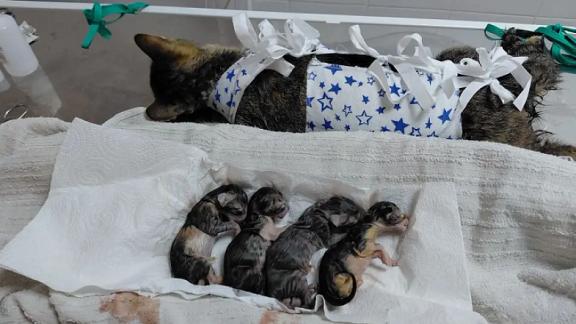 Ветврачи Кисловодска провели сложную операцию кошке, приняв экстренные роды