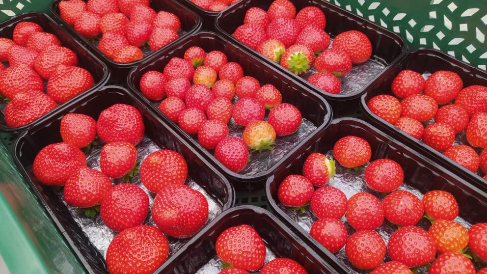 Почти тысячу тонн клубники собрали под Кисловодском в 2021 году