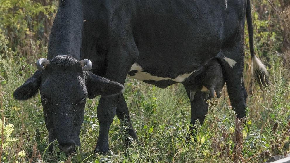 Один человек пострадал в ДТП с коровой в Предгорном округе