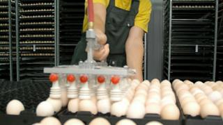 Яичная дискриминация Ставрополья