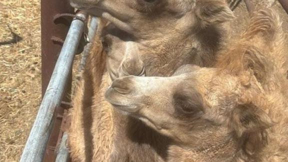 Житель Апанасенковского округа 12 лет выращивает верблюдов