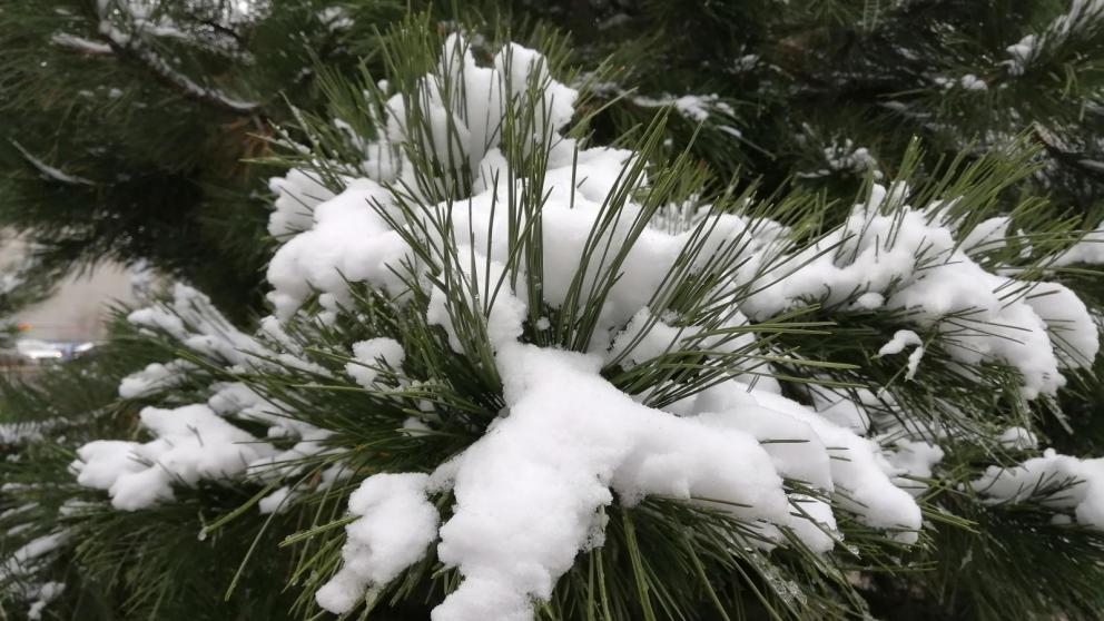 В Ессентуках собирают новогоднюю ёлку