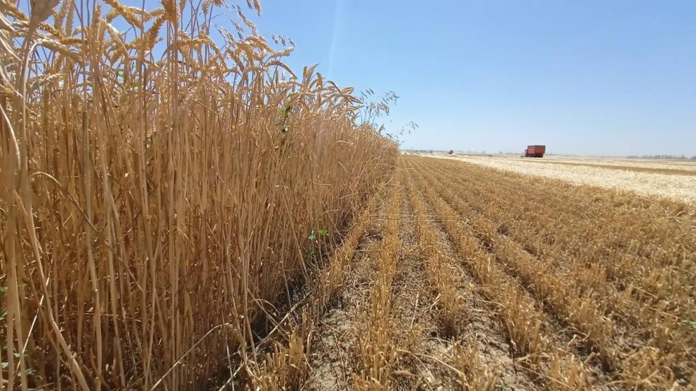 В Минсельхозе РФ поздравили аграриев Ставрополья с рекордным намолотом