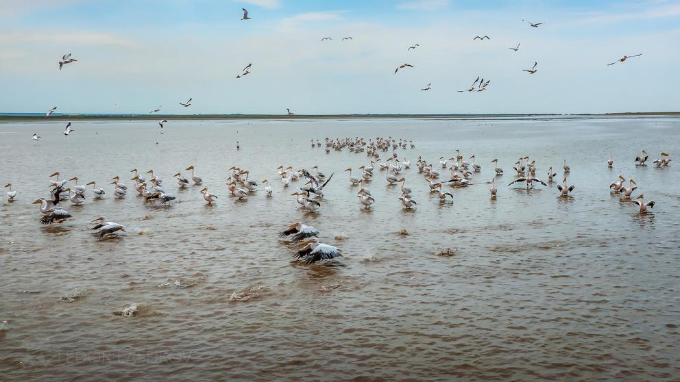 Владимир Владимиров посоветовал съездить на озеро Маныч-Гудило