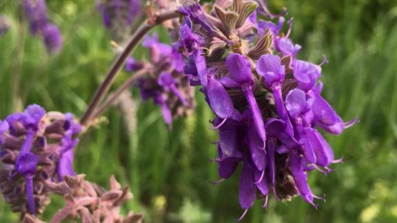 На Ставрополе восстанавливают популяцию краснокнижного шалфея