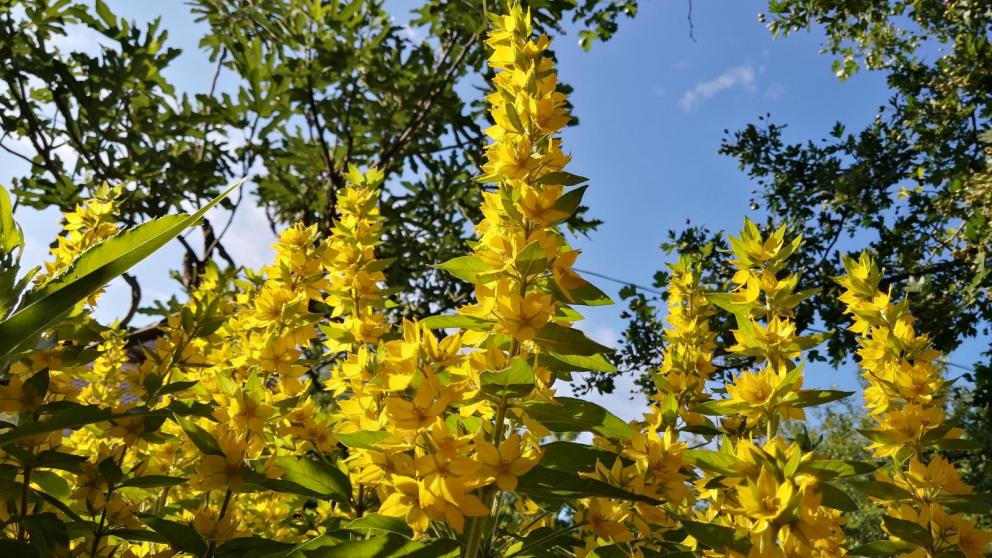 На Ставрополье прогнозируют солнечные выходные