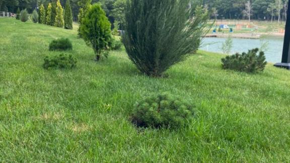 Около 2,5 тысячи растений высадили на Комсомольском пруду в Ставрополе