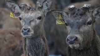 На Ставрополье обустроили первую в крае оленью ферму