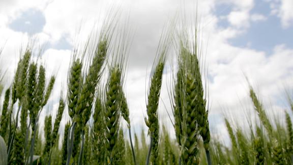 Глава Ставрополья: С Георгиевским округом связаны многие планы развития края