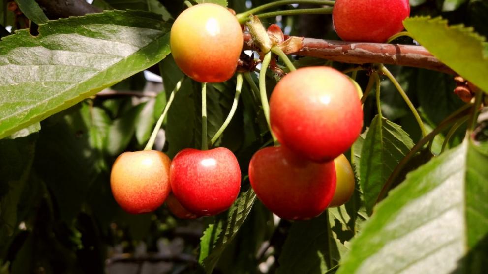 В Курском округе Ставрополья началась закладка суперинтенсивных садов