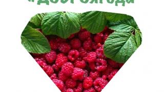 Проект волонтёров Железноводска «ДОБРОягода» победил во Всероссийском конкурсе