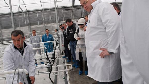 Площадь теплиц на Ставрополье к 2020 году должна составлять 1,5 тысячи гектаров