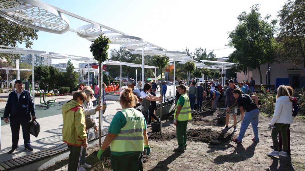 В Ставрополе за год высадят почти 110 тысяч тюльпанов