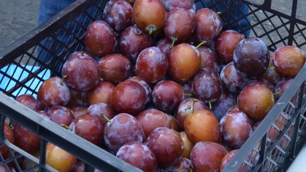 На Ставрополье собрали более 1 тысячи тонн слив