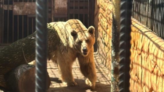 Сотрудник ставропольского зоопарка кормит хищников 30 лет