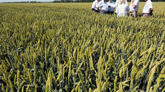 Губернатор Владимиров: Ставропольская земля может давать 10 миллионов тонн зерна