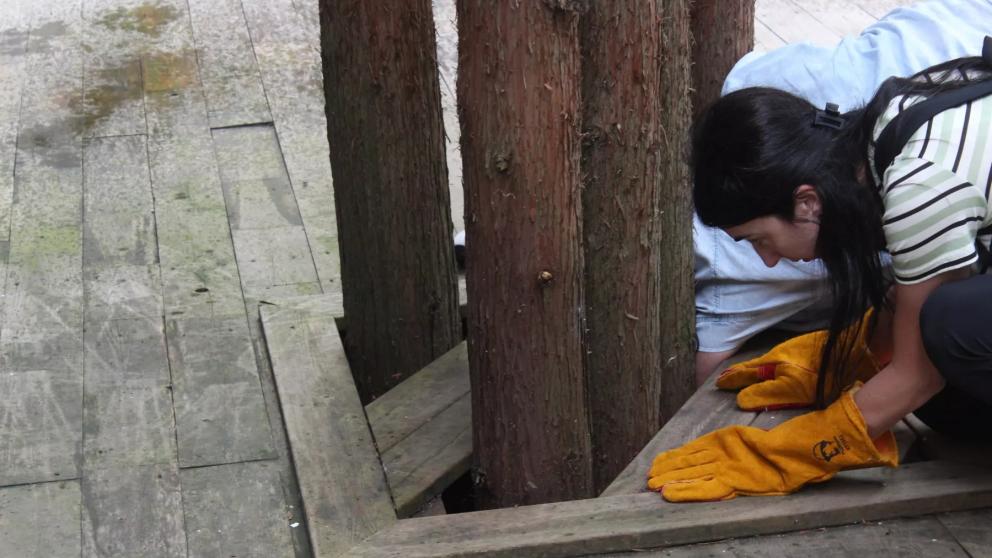 Раненую лисицу спасают в Кисловодске