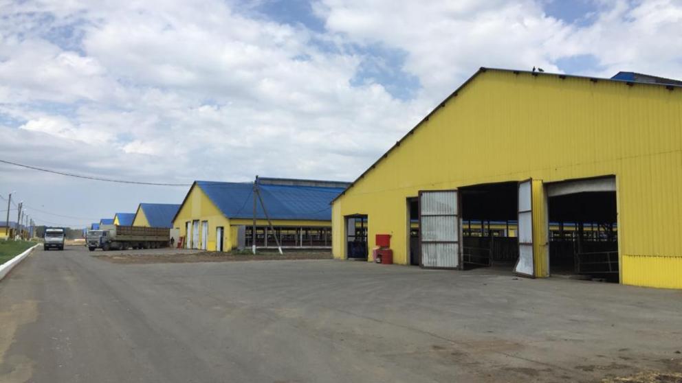 В Шпаковском районе Ставрополья предпринимают активные меры по борьбе с бруцеллёзом