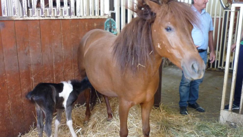 Жеребёнок Десантник родился в День ВДВ в Ставрополе