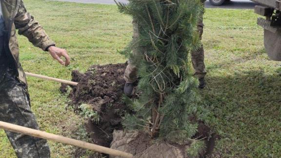В Ставрополе высадили 63 клёна и 10 елей