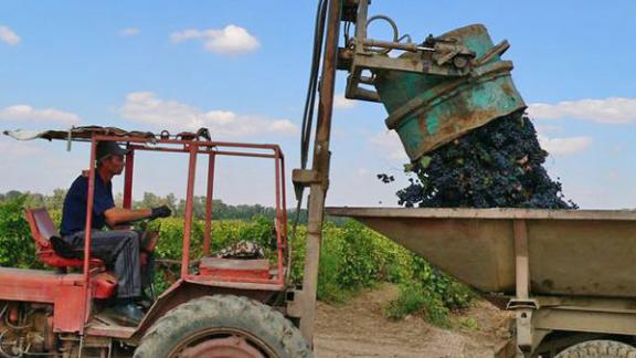 Производство винограда столовых сортов возрождается в Ставропольском крае
