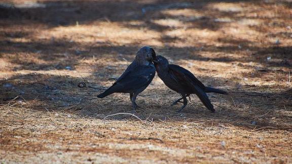 На Ставрополье стартует подсчёт диких пернатых