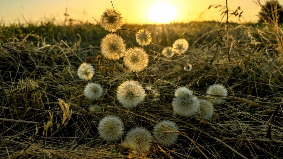 На Ставрополье прогнозируют жару до плюс 40 градусов