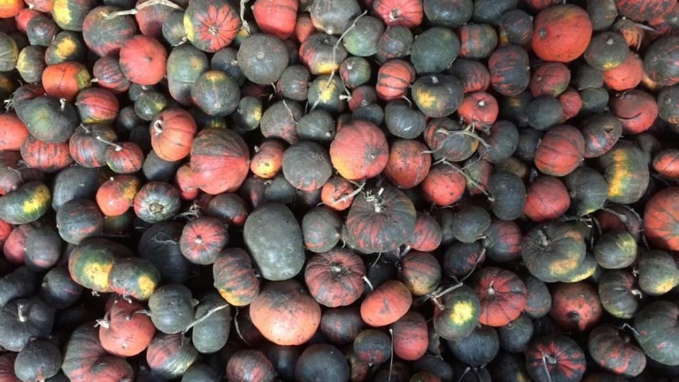 В Кировском округе Ставрополья в полтора раза увеличили площадь под семеноводство