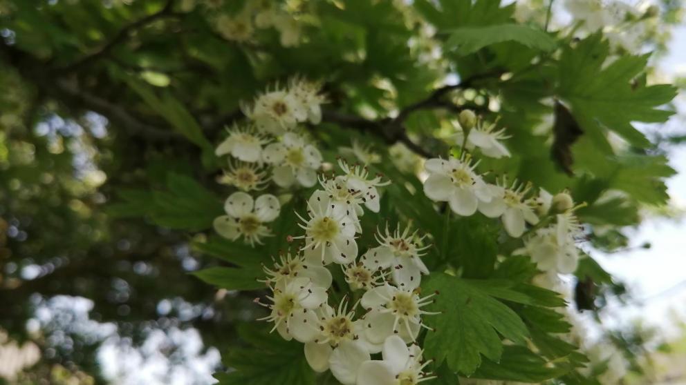 На Ставрополье ожидается до 33 градусов тепла