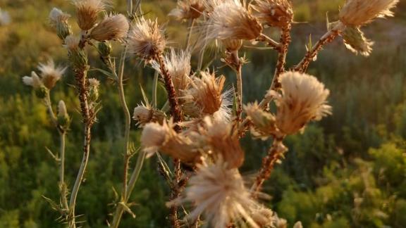 На Ставрополье предлагают продлить эксперимент по курортному сбору