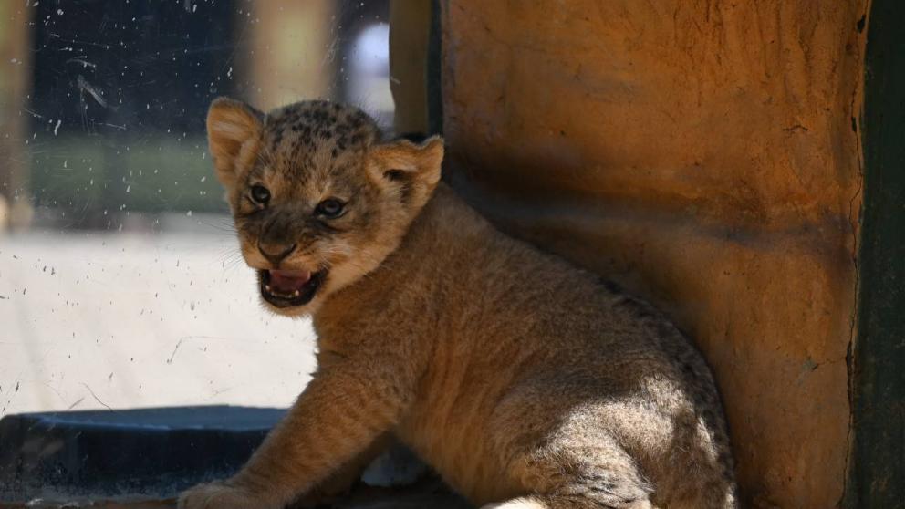 В Ставропольском зоопарке бэби-бум