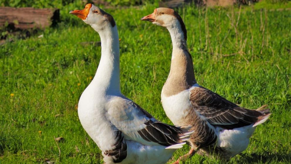 Двое жителей Ставрополья украли у односельчанина 11 гусей