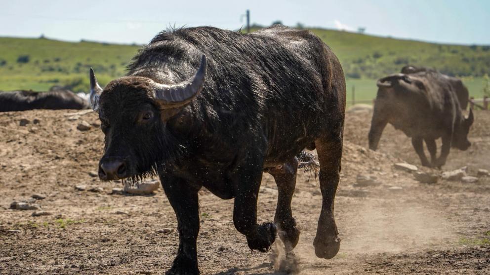 Глава Ставрополья ознакомился с развитием молочного животноводства в Александровском округе