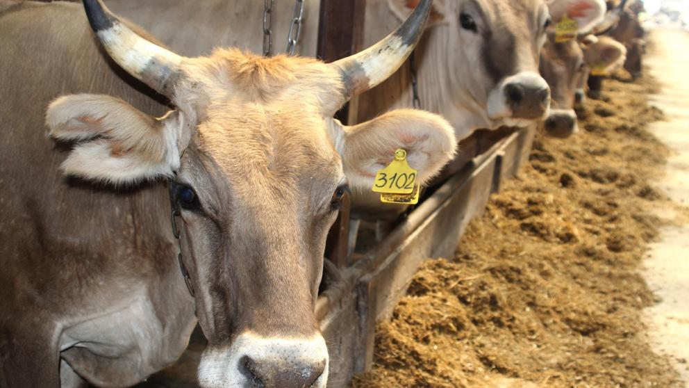 Хозяйства Кочубеевского округа произвели 48 тысяч тонн молока в 2025 году