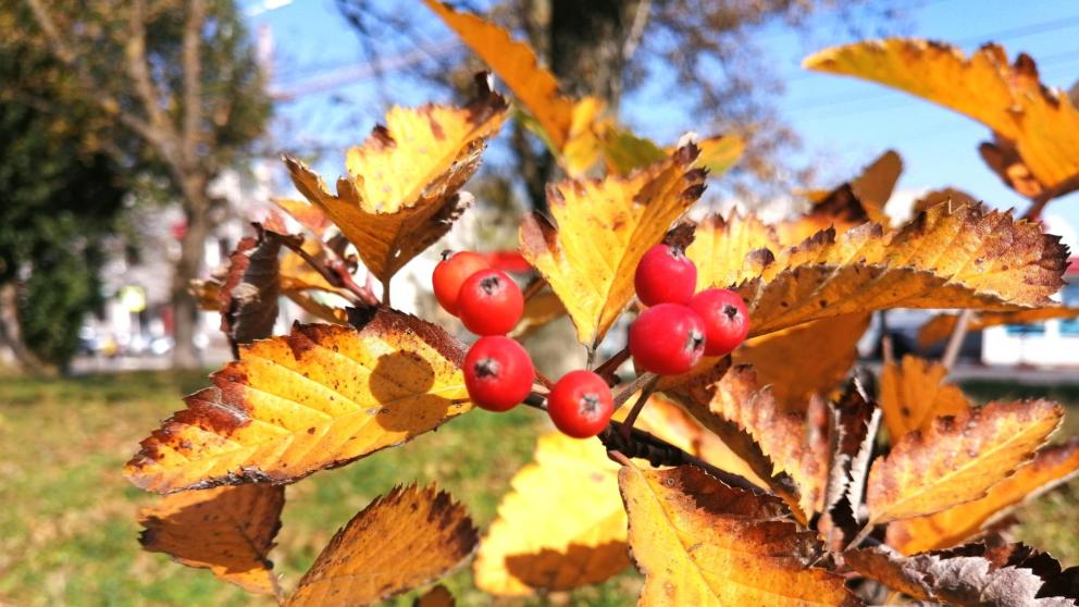 Синоптики прогнозируют на Ставрополье потепление и сильный ветер 