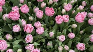 В Предгорном округе вырастили 700 тысяч цветов к 8 Марта