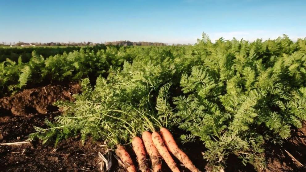 В Предгорном округе Ставрополья стартовала уборка моркови и свёклы