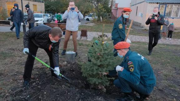 На главных магистралях Ставрополя осенью высадят около 230 лип и елей