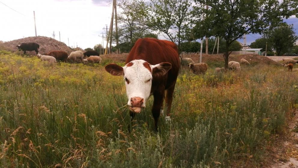 На Ставрополье сельхозпредприятия получат субсидии на покупку племенного молодняка