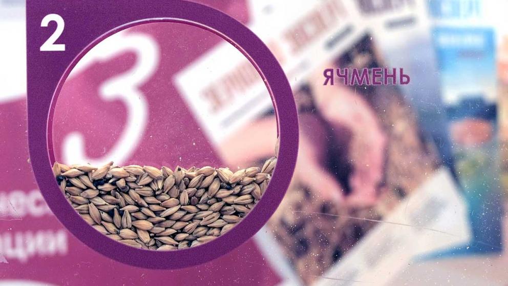 Аграрии Ставрополья оценили состояние озимого ячменя