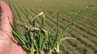 В Кировском округе тестируют зимующий сорт овса