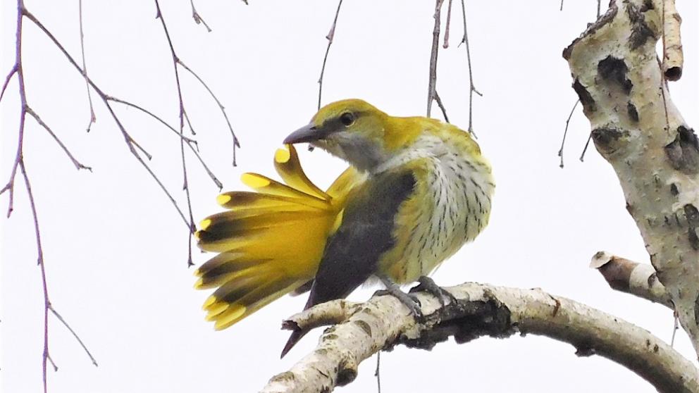 Ставропольский музей-заповедник представляет фотовыставку наших крылатых соседей