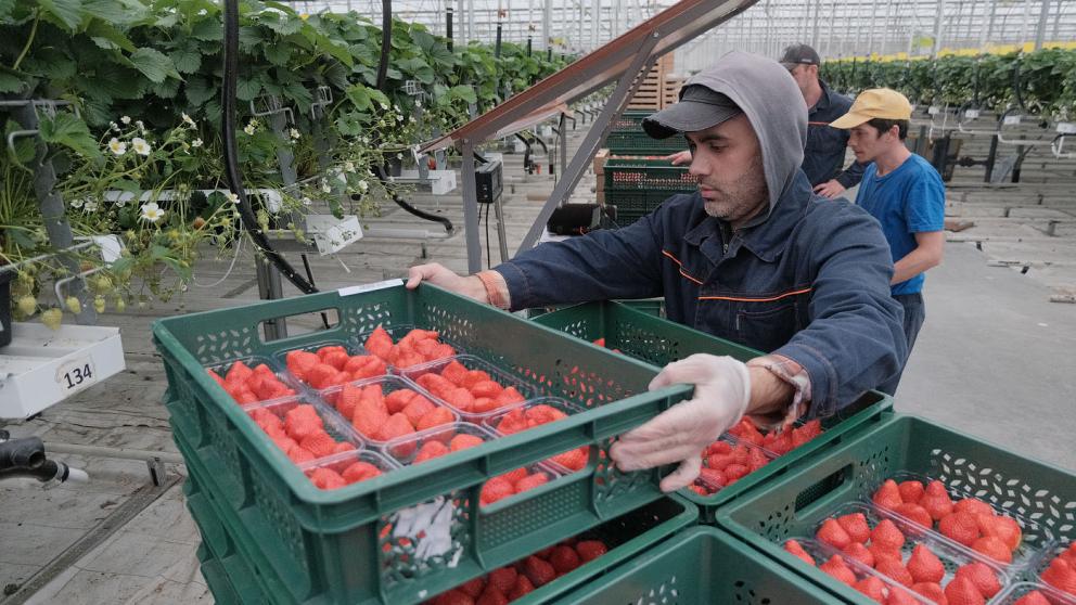 На Ставрополье началось создание второй очереди мультиягодного агропарка
