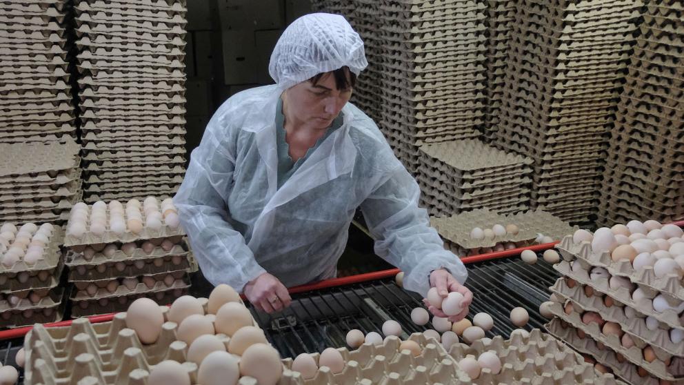 На Ставрополье объем производства яиц вырос на четверть